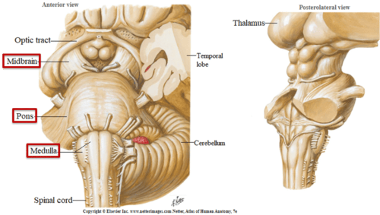 <p>1. midbrain</p><p>2. pons</p><p>3. medulla</p>