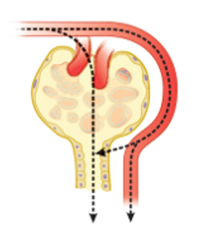 Substance filtered and secreted:

• Plasma Clearance **is greater than GFR**

• Excretion rate exceeds filtration rate

• Some substances are partially secreted (K+, H+) 