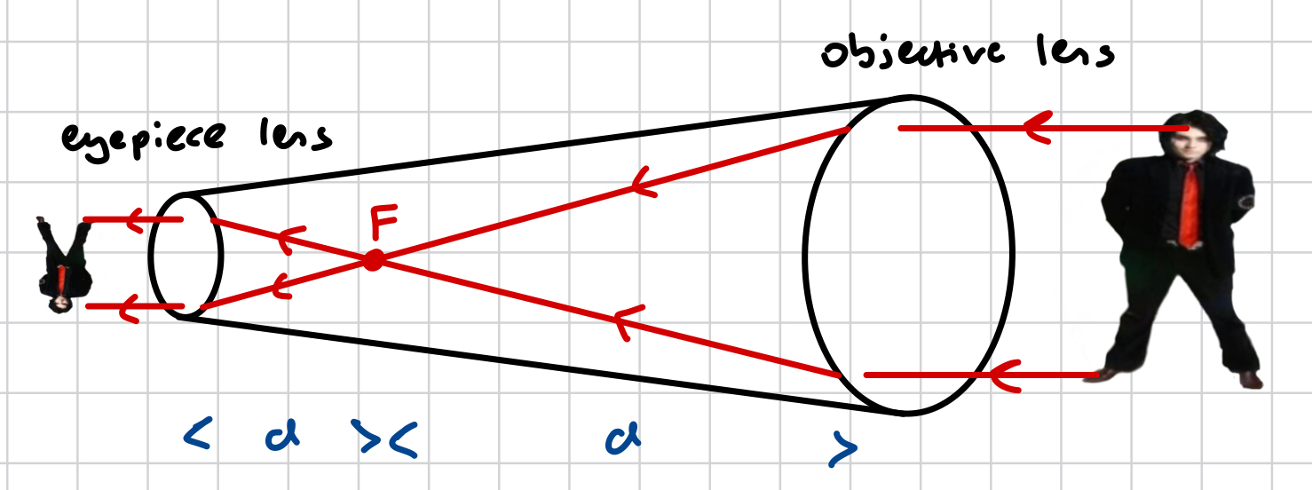 <p></p><ol><li><p>parallel light rays passing through an object are refracted when passing through the objective lens</p></li><li><p>the light rays converge in the within the tube (between the 2 lenses), inverted the image</p></li><li><p>the light rays refract at the eyepiece into parallel rays</p></li><li><p>a real, diminished, inverted image is produced</p></li></ol><p></p>