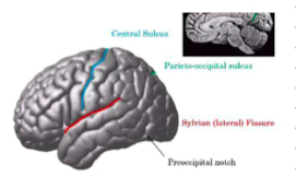 <p>separates frontal and parietal</p>