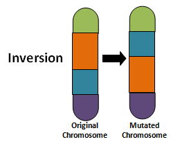 <p>What type of chromosomal nondisjunction is this and what does this mean?</p>