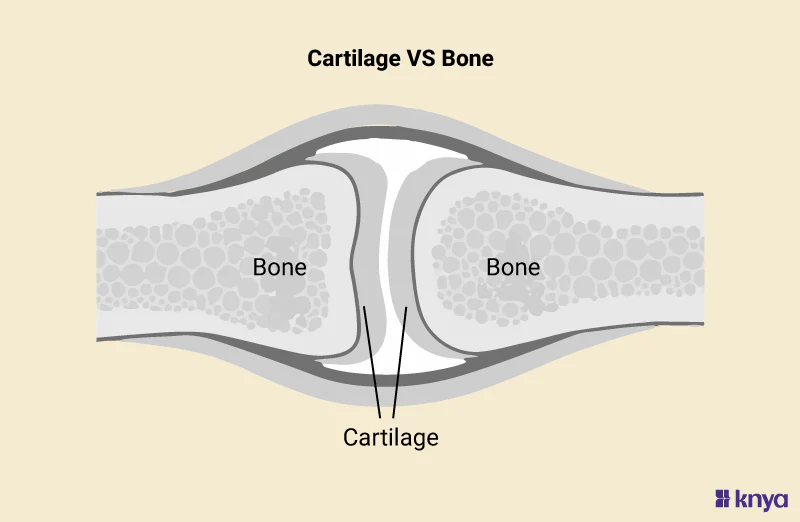 <p><strong>cartilage</strong>: stronger than some proper connective tissue, but it is flexible and capable of growth (includes hyaline, elastic, and fibrous)</p><p><strong>bone</strong>: rigid and very strong; the hardest type of connective tissue</p>