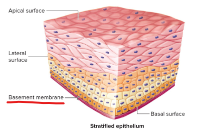 <p>Formed from the epithelial and underlying connective tissue layers. It aids in attachment of the epithelial tissue and as a selective molecular barrier to underlying connective tissue.</p>