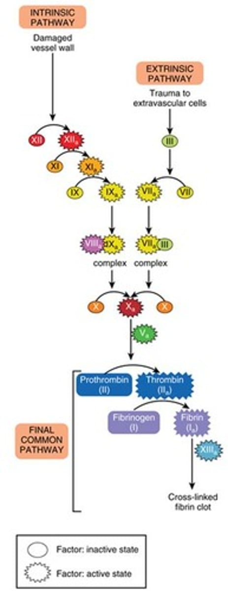 <p>Faster clotting response using external factors.</p>