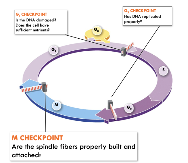 <ul><li><p>Checks to ensure chromatids are ready for division</p></li><li><p>If a cell does not meet all the requirements at each checkpoint, it will not progress to the next stage of the cell cycle.</p></li></ul>