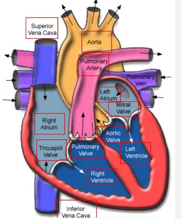 knowt flashcard image