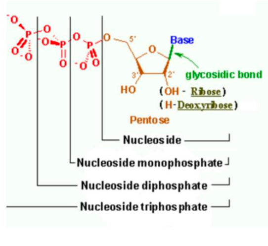 <ul><li><p>base + carbon 1 of sugar - join with glycosidic bond </p></li><li><p>phosphate + carbon 5 of sugar - phosphorylated with kinase </p></li><li><p>2 more phosphate join</p></li></ul><p></p>