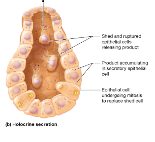 <p>In this type, the secretory cells accumulate their product in their cytosol, and the product isn’t released until the cell ruptures and dies</p><p></p>