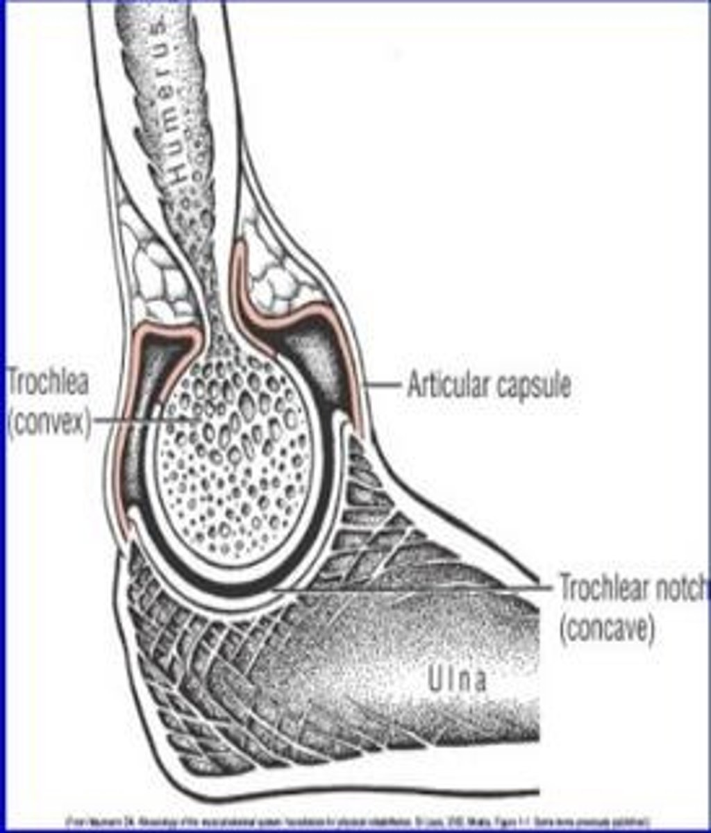 <p>Rule that improves the fit and stability of a joint and guides the joint's motion</p>