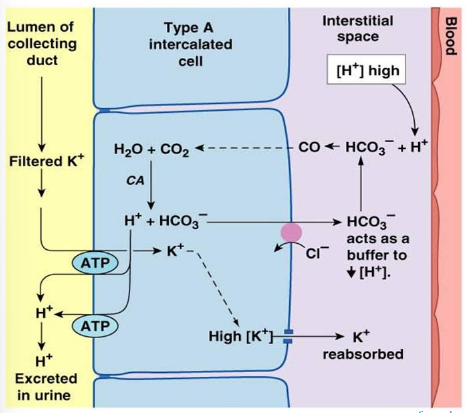 <ul><li><p><u>Kidneys remove H<sup>+</sup> and conserve HCO<sub>3</sub><sup>-</sup> when pH decreases</u> (perform the opposite when pH increases)</p></li><li><p>Not as big of a role as the lungs in pH balance</p></li></ul><p></p>