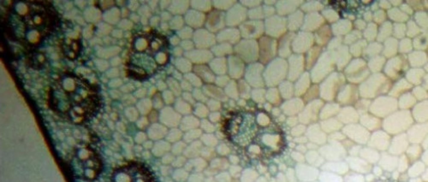 <p>monocot</p>