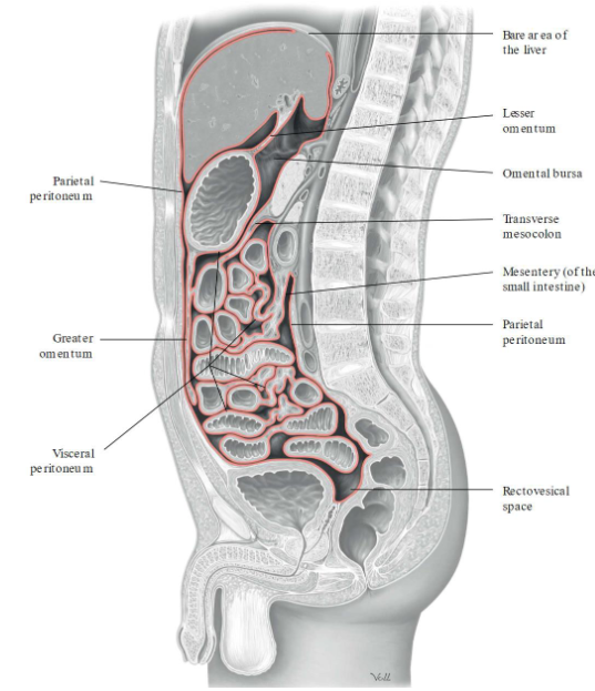 <ul><li><p><span><strong>Mesentery:</strong> serous membranes attached to the abdominal organs to hold them in place</span></p><ul><li><p><span>Fat tissue → covers organs</span></p></li><li><p><span><strong>Greater omentum:</strong> 4 layered mesothelium made up of simple squamous epithelium</span></p><ul><li><p><span>Inferior to stomach</span></p></li><li><p><span>Go down towards the bladder</span></p></li></ul></li><li><p><span><strong>Lesser omentum:</strong> connects the lesser curvature of the stomach and the proximal end of the duodenum to the liver and the diaphragm</span></p><ul><li><p><span>Superior to stomach</span></p></li></ul></li></ul></li></ul><p></p>