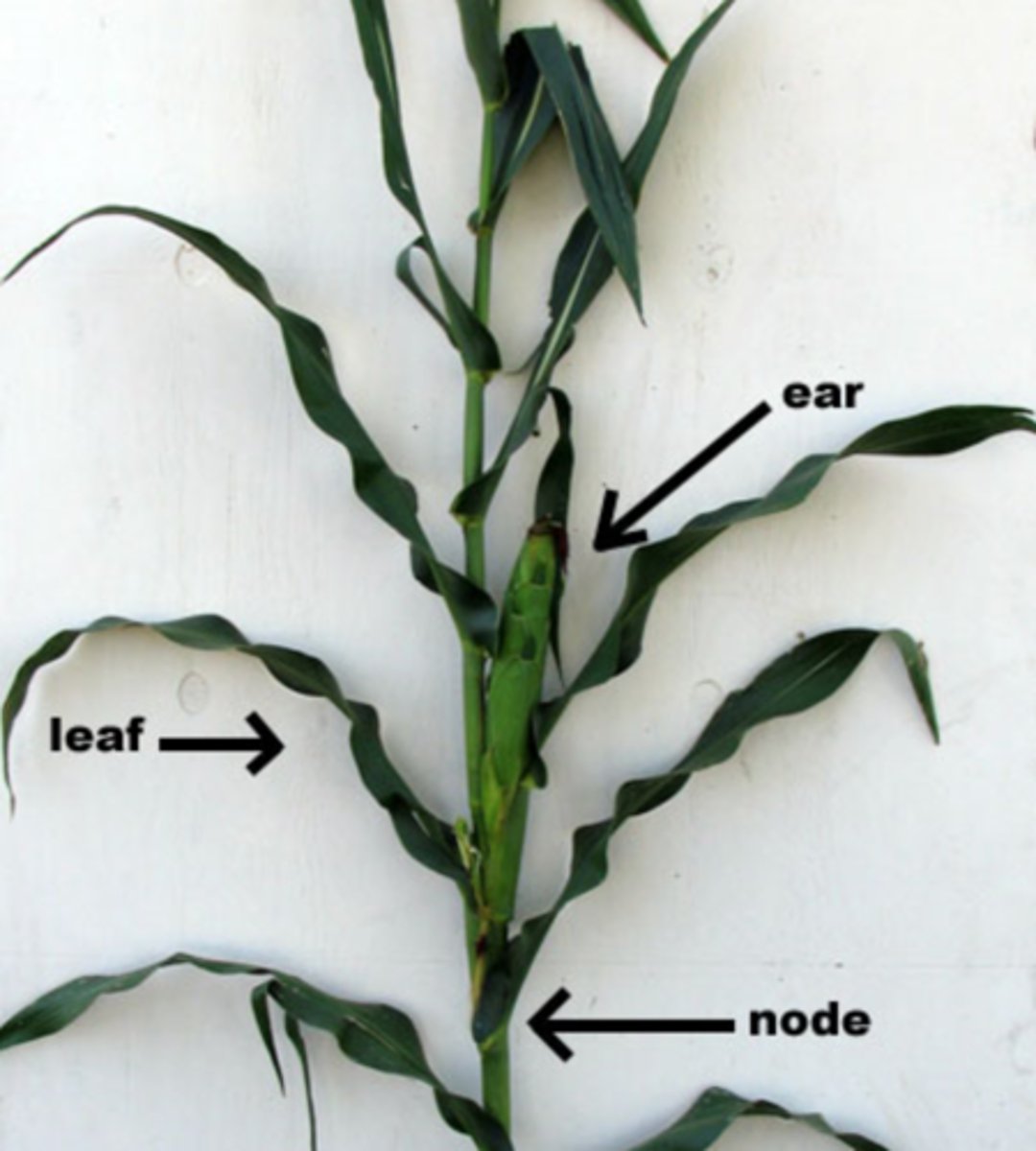 <p>leaf sheath definition</p>