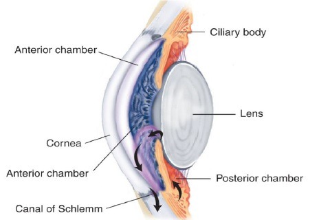 fluid in the eye, found between the cornea and the lens

- flows from posterior chamber to anterior chamber, then drains out