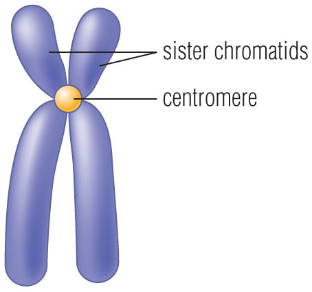 <p>One half of a duplicated chromosome.</p>