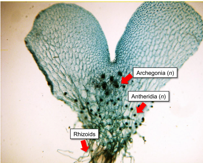<p>contains both male and female gametangia</p>