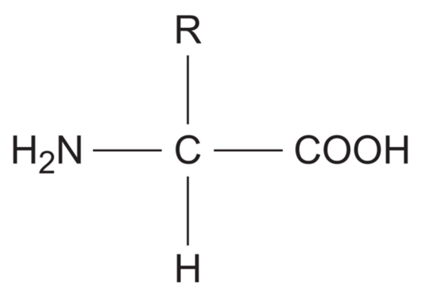 <p>- NH2 represents an amine group</p><p>- COOH represents a carboxyl group</p><p>- R represents a side chain.</p>