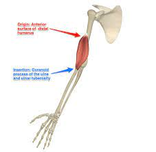 <ul><li><p>origin: anterior surface of distal humerus</p></li><li><p>insertion: coronoid process of ulna and ulnar tuberosity</p></li></ul>