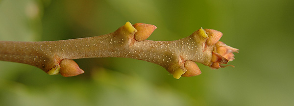 <ul><li><p>rich soils</p></li><li><p>alt branch</p></li><li><p>monoecious (m &amp; f flowers)</p></li><li><p>bark: smooth dark grey,  develops deep ridges</p></li><li><p>leaves: coarsely toothed, 5-8 in long</p></li><li><p>buds: small, stubby, round, yellow, half moon leaf scar left behind</p></li><li><p>repro: prickly burr containing 2-3 nuts</p></li></ul>