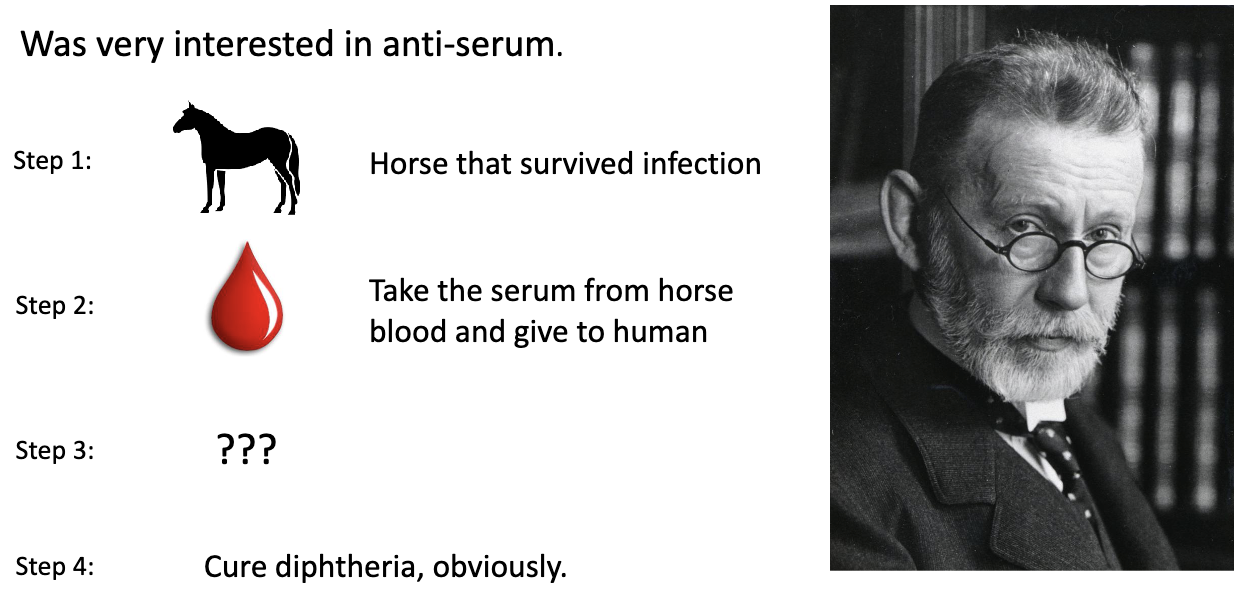<ul><li><p>Studied anti-serum therapy (horse → human transfer) to cure diphtheria</p></li><li><p>Proposed <em>Side Chain Theory of Immunity</em> → blood proteins protect against pathogens</p></li><li><p>Thought immunity is: Adaptive (responds to infection) + Humoral (in blood)</p></li><li><p>He was right → talking about <em>antibodies</em> (structure defined in 1959)</p></li><li><p>Won Nobel Prize in 1908</p></li></ul><p></p>