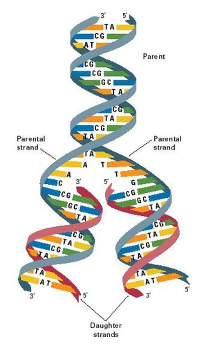 <p>the process of making identical copies of DNA before cell division, occurs during S phase of interphase</p>