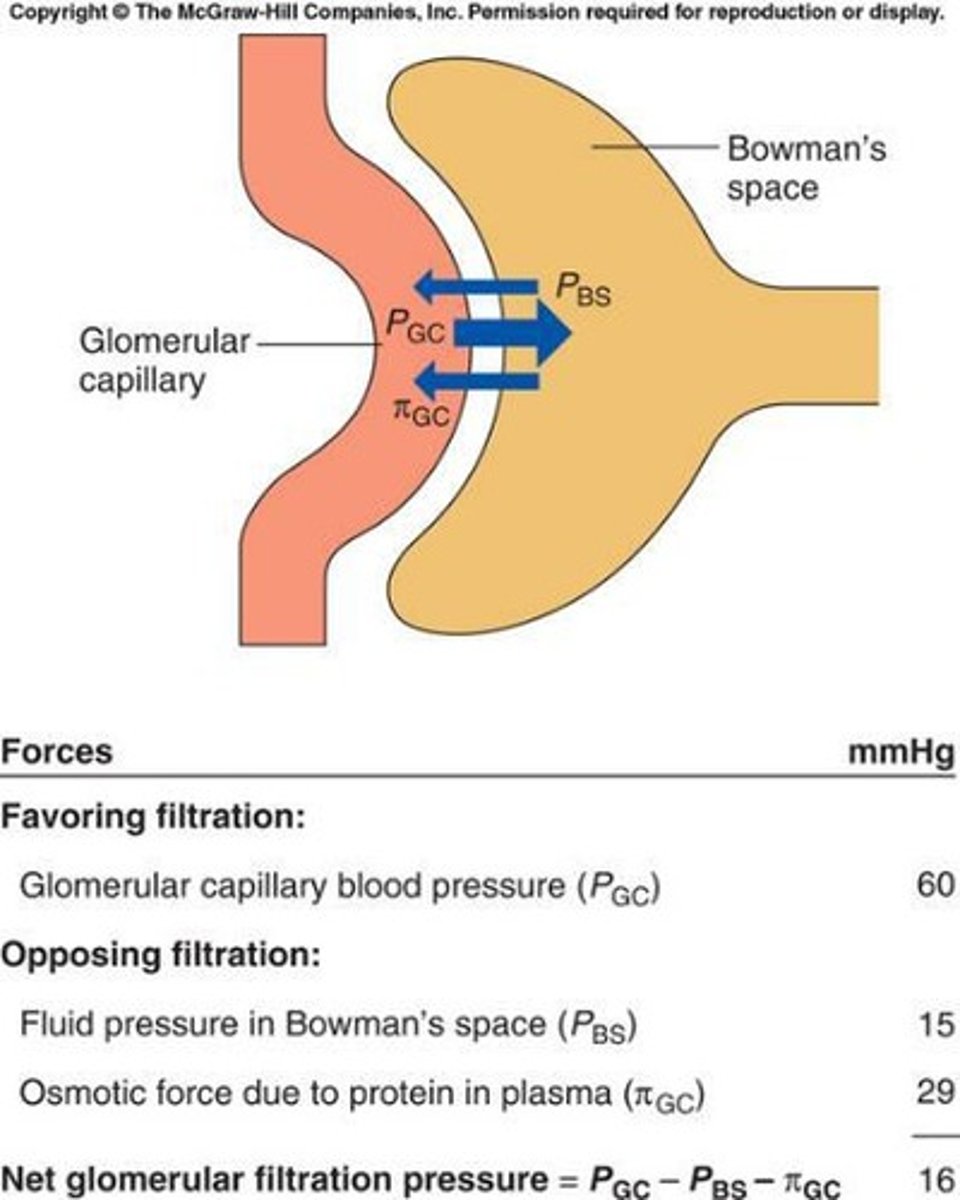 <p>Capillary hydrostatic pressure, Hydrostatic pressure in Bowman's space, Osmotic force of protein in capillary, and Osmotic force of Bowman's space.</p>