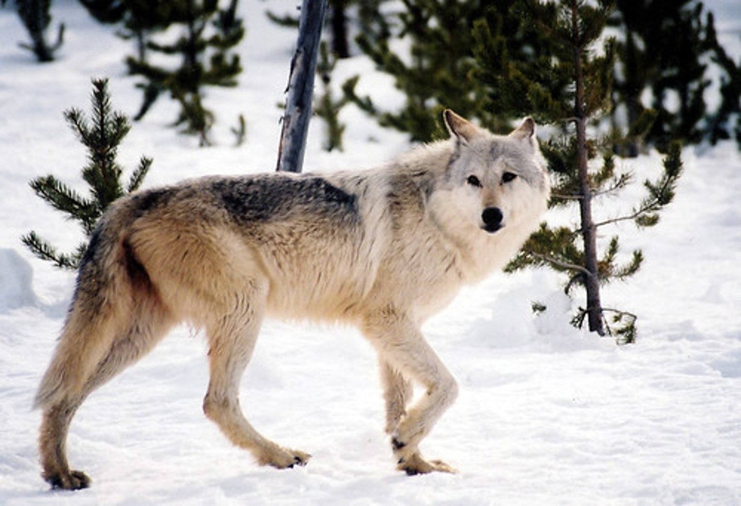 <p>Canis lupus</p>