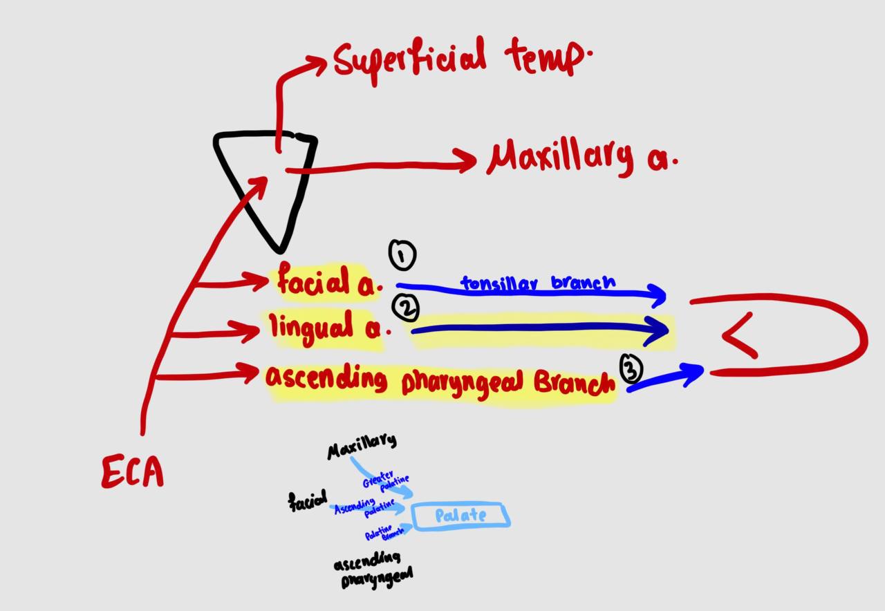<p>1) lingual artery</p><p>2) acsending pharyngeal branch</p><p>3) tonsillar branch of facial artery</p>