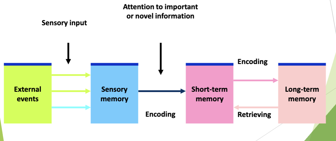 <p><strong>-Attention to important or novel information</strong></p><p>-Called <strong>Encoding</strong></p>