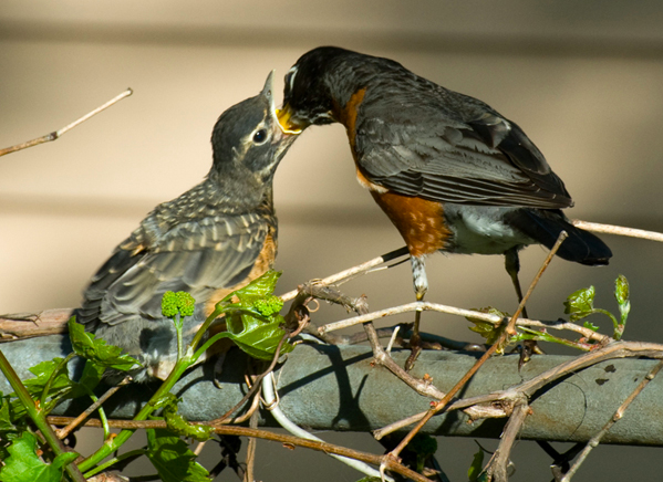 <p>American Robin</p>