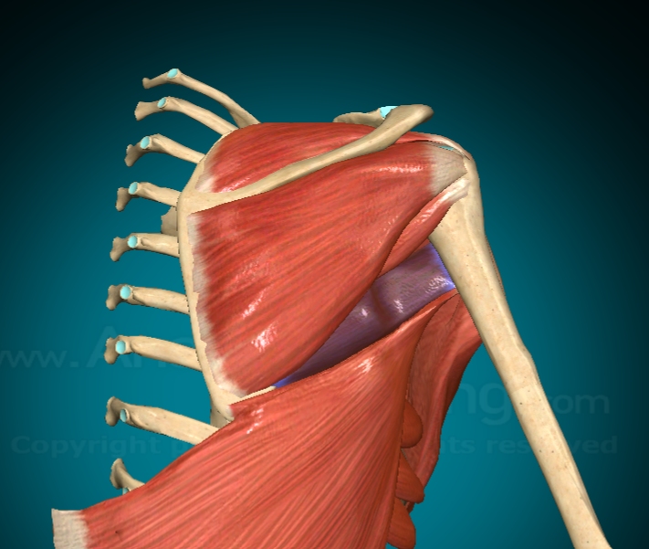 <p>What is this muscle and where is it found?</p>