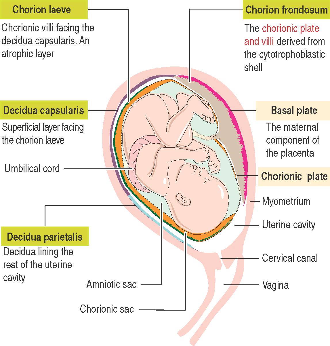 <p>What is the <strong>decidua parietalis?</strong></p>