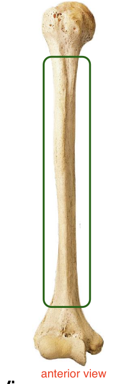 <p>Body or shaft of the humerus is the </p>