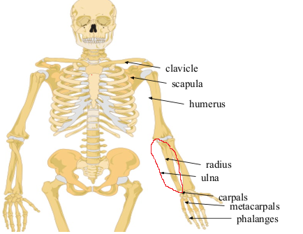 <p>What bone is this?</p>