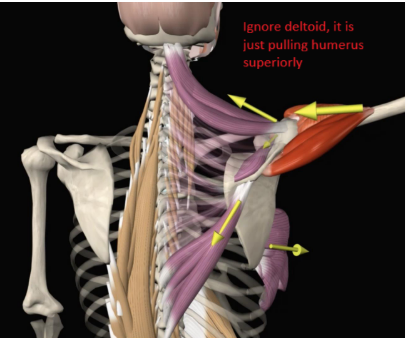 <ol><li><p><span style="color: red;"><strong><u>Serratus anterior </u></strong><em>(largest moment arm)</em></span></p></li><li><p><span style="color: red;">Upper trap</span></p></li><li><p><span style="color: red;">Lower trap</span></p></li></ol><p></p>