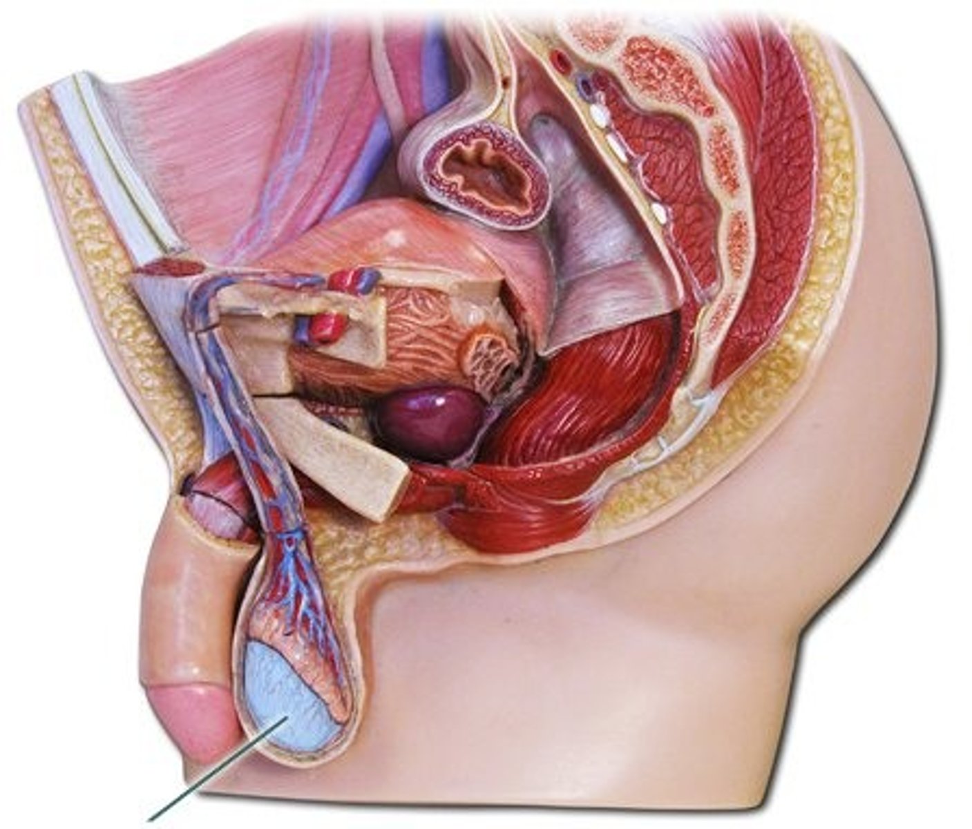 <p>-main male reproductive hormone</p><p>-produced by the testes</p><p>-stimulates sperm production</p>