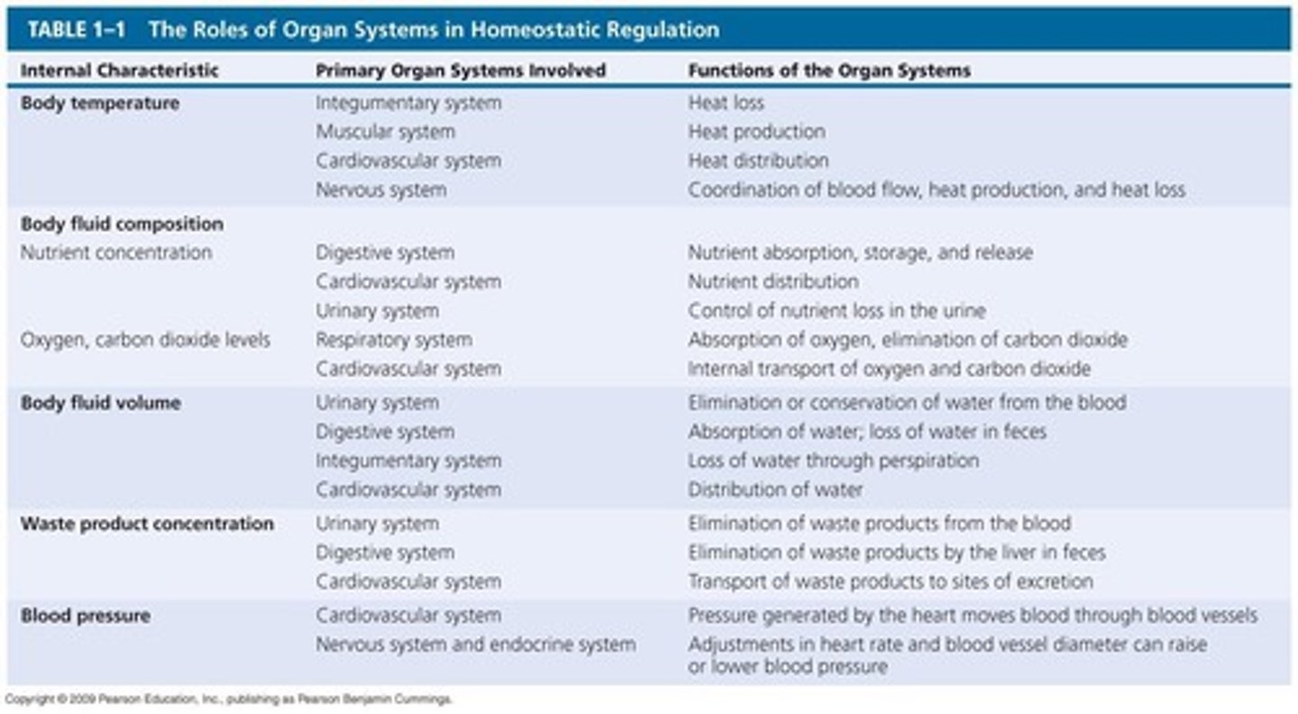<p>A stable internal environment maintained by physiological systems.</p>