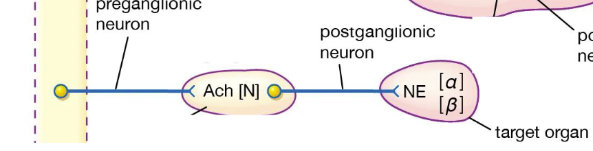 <p>Sympathetic Somatic Nervous System</p>