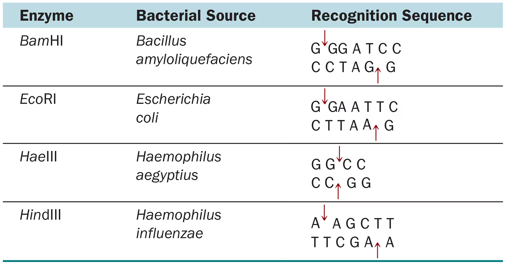 <p>Some commonly used restriction enzymes are listed in Table 9.1.</p><ol><li><p>Indicate which enzymes produce sticky ends.</p></li><li><p>Of what value are sticky ends in making rDNA?</p></li></ol><p></p>