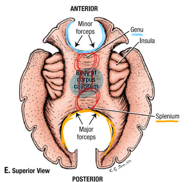 <p>extends laterally from genu to reach most anterior aspect of frontal lobe</p>