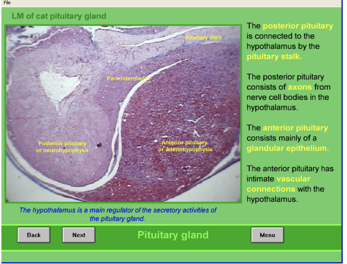 <p>Posterior</p><ul><li><p>connected to hypo via <strong>pituitary stalk</strong></p></li><li><p>consists of axons from nerve cell bodies<strong>→ in hypothalamus</strong></p></li></ul><p>Anterior</p><ul><li><p>Mainly <strong>glandular epithelium</strong></p></li><li><p>intimate <strong>vascular connections</strong> with hypothalamus</p></li></ul><p></p>