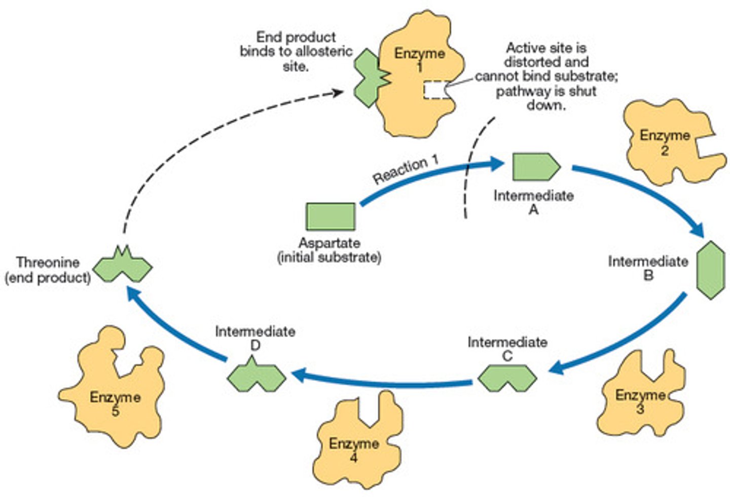 <p>Through allosteric inhibition.</p>