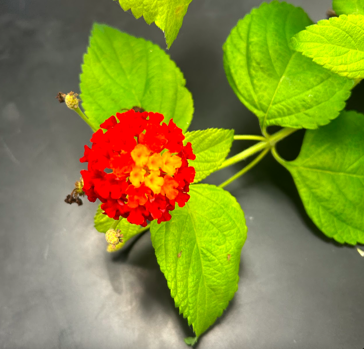 <p>Verbenaceae</p><p><em>Verbena</em></p>