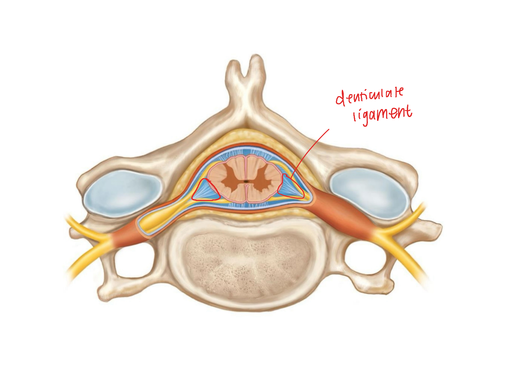 <p>holds spinal cord together</p>