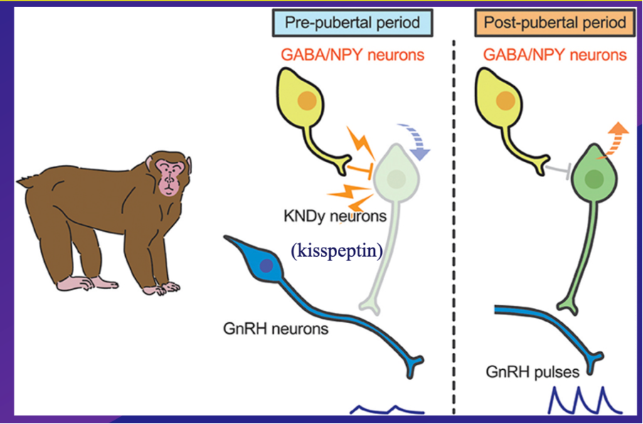 <p><strong>During childhood GnRH are largely inactive, inhibiting Gonadotropin release via indirect inhibtion –</strong></p><p class="MsoNormal"><strong>NPY/ GABAergic inhibitory neurons are very active during childhood, they inhibit Kisspeptine (KSPY) neurons from generating action potentials and stimulating GNRH neurons, preventing them from releasing GNRH &nbsp;</strong></p><p class="MsoNormal"><strong>once developmental timing mechanisms communicates, during puberty onset, NPY/ GABAergic neurons change and become less inhibitory and in some cases excitatory enabling kisspeptin neurones to become more activated and generate excitatory action potentials which stimulate GNRH neurons, enabling GNRH to be released in pulses every two hours –</strong></p><p class="MsoNormal"></p><p class="MsoNormal">within the Hypothalamo-Puitary-Gonadal (HPG) Axis GnRH is released &nbsp;in pulses every two hours by neurons in the hypothalamus into the bloodstream via blood vessles in the pituitry portal system, this blood containing GnRH is then immediately transferred into the pituitary stalk and then GnRH hormones binds to GnRH receptors in the anterior (portion of the) pituitary gland, triggering the production and release of gonadotropin hormones : Luteinizing Hormone (LH) Follicle-Stimulating Hormone (FSH) which travel to the gonads and stimulate a cascade of hormonal events that cause sex specific puberty onset in males by causing teste to produce testoerone or females by causing overaies to produce oestrodile</p><p class="MsoNormal"></p><p class="MsoNormal">effect of gonoadotripon hormones on males and females:</p><p class="MsoNormal">follicle stimulating hormone -</p><p>males - sperm production</p><p>female - causes follicles to ripen</p><p></p><p>luteinising hormone</p><p>males - tester one production</p><p>female - induce ovulation and formation of corpus luteum</p><p class="MsoNormal"></p>