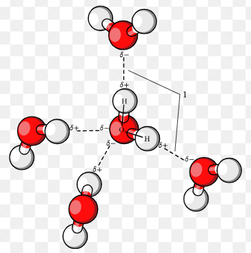 <p>A ___________ ____ is a weak bond interaction between the negative and positive regions of two separate molecules.</p><p>Water can form _________ ____ with other water molecules or with the same charged molecules.</p>