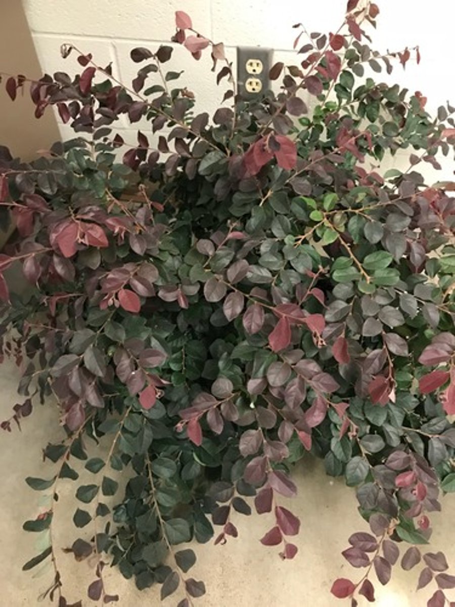 <p>Loropetalum chinense</p>