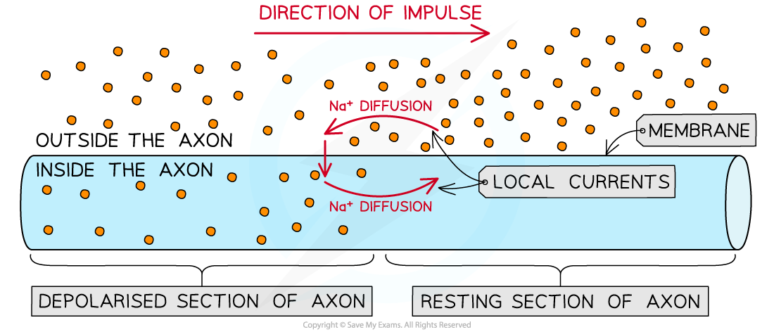 <p>Local currents cause each successive part of the axon to reach the threshold potential. </p>