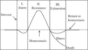 <p>Hans Selye (1956) created this model to explain the biological stress response over an extended amount of time. The first stage is called the alarm stage, which is where the ‘fight or flight’ response begins and the stress response described earlier begins. The second stage is the resistance phase, here cortisol flows around the body and inhibits the immune and other systems. Following this there is one of two phases. The first is the exhaustion fase, where the body is exhausted by the stress response and negative effects on health are felt and sleep is lost. the second is the recovery stage where the stressor stops / is overcome and homeostasis is restored. </p>