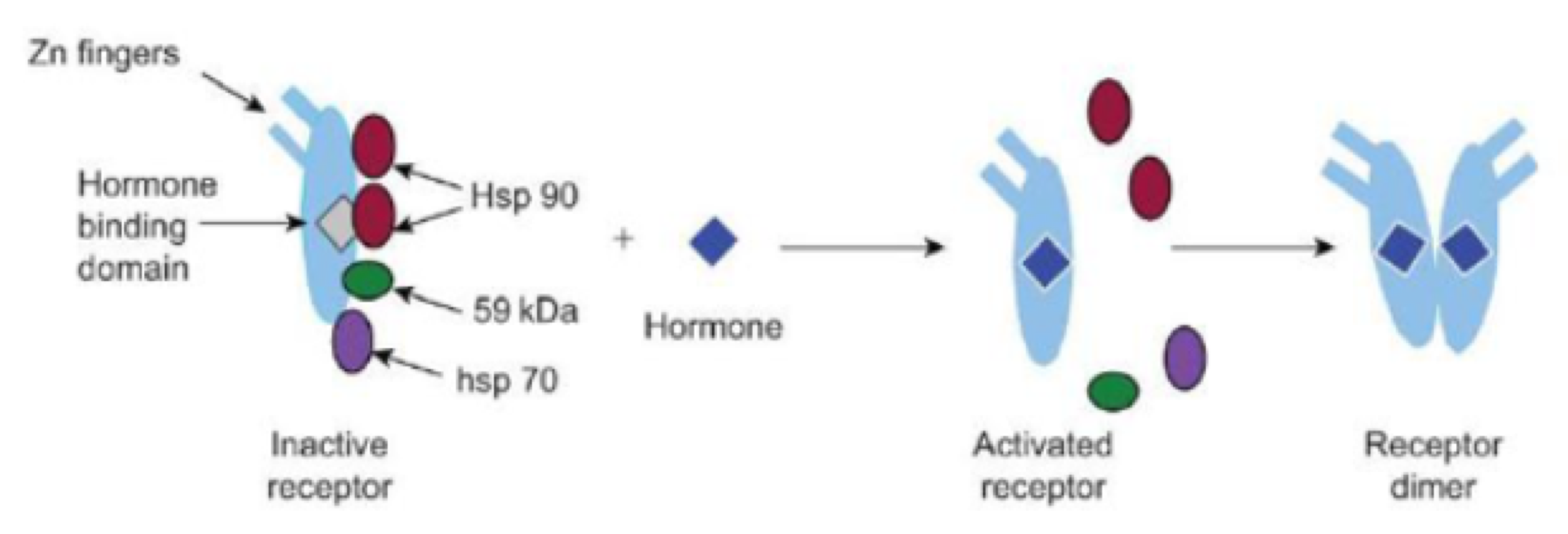 <p>ligands are absent </p>